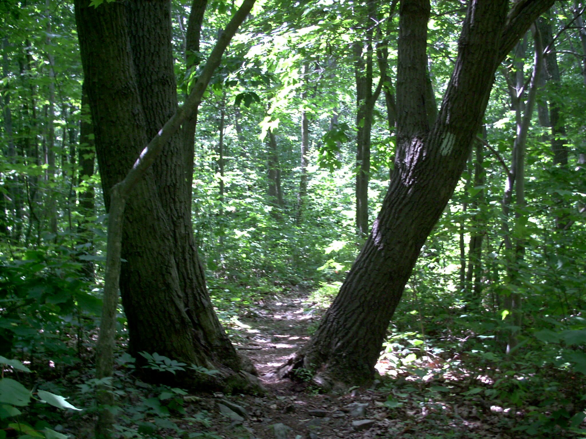 Tree-gate on the trail, south of William Penn shelter.  Courtesy stewartriley@earthlink.net